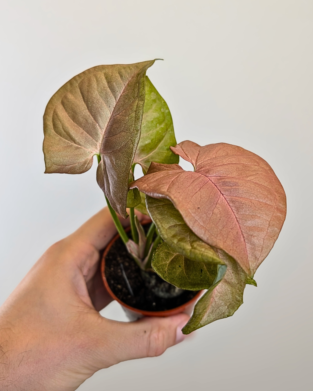 Syngonium Pink Neon