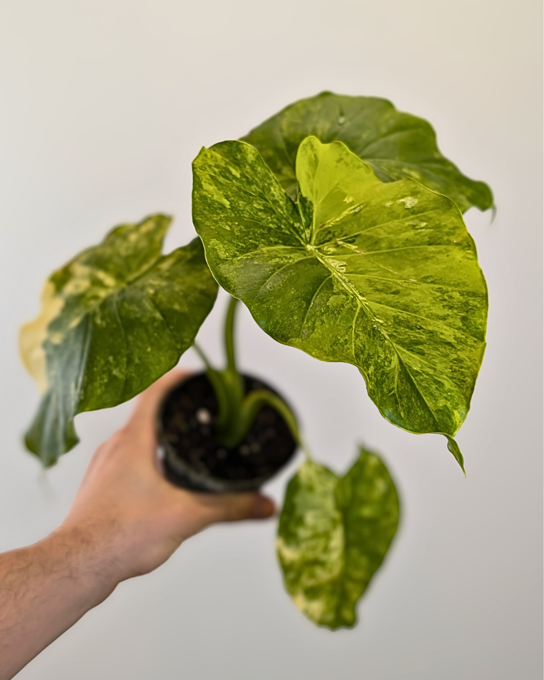 Alocasia gageana variegata
