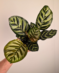 Calathea makoyana