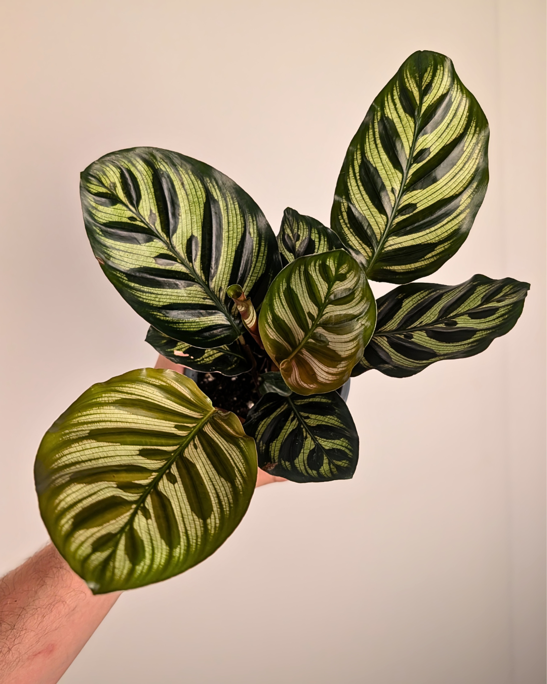 Calathea makoyana