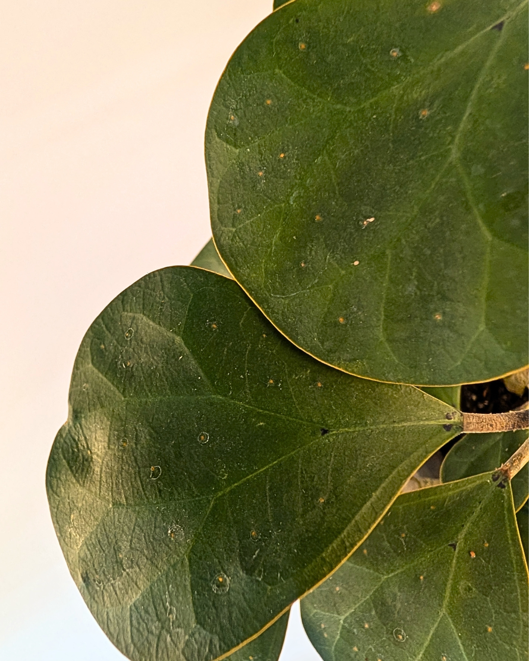 Ficus deltoidea - Mistletoe Fig