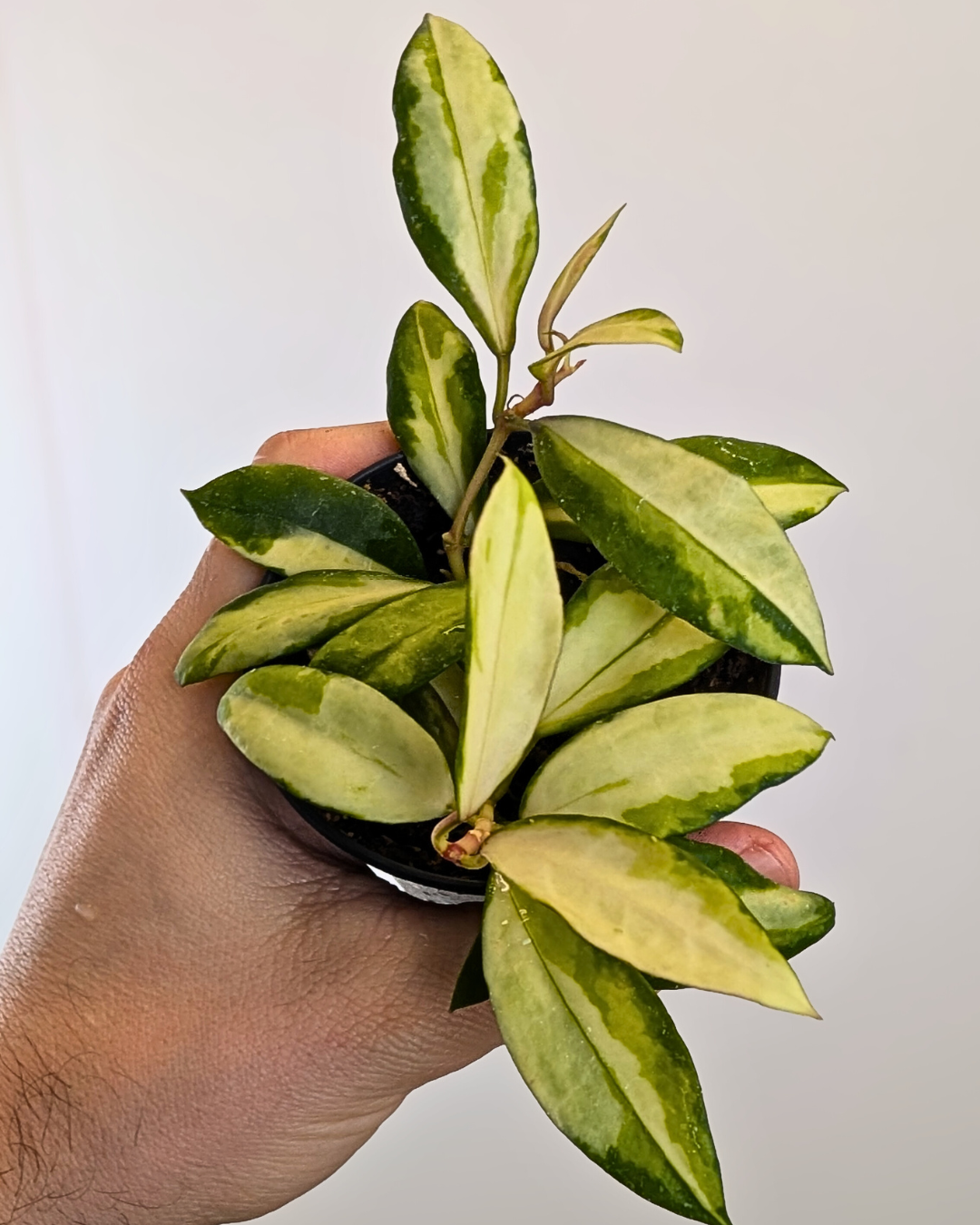 Hoya acuta Inner Variegata