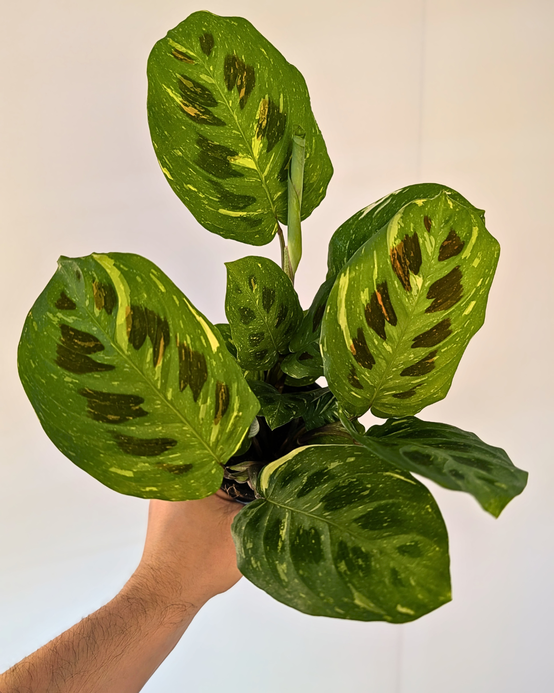 Maranta leuconeura variegata