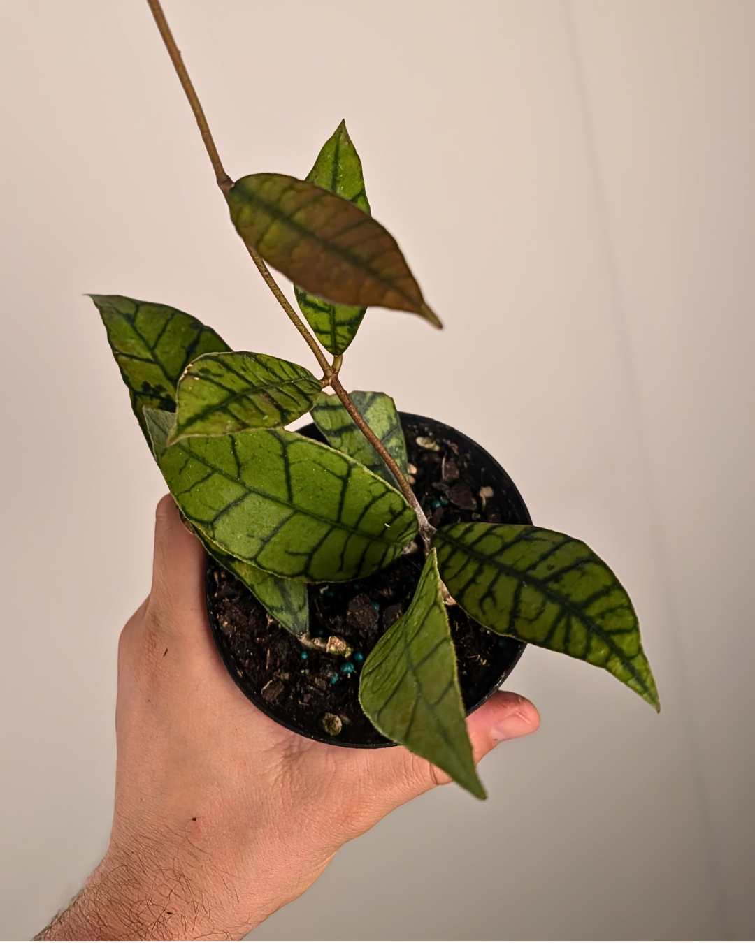 Hoya vitellinoides