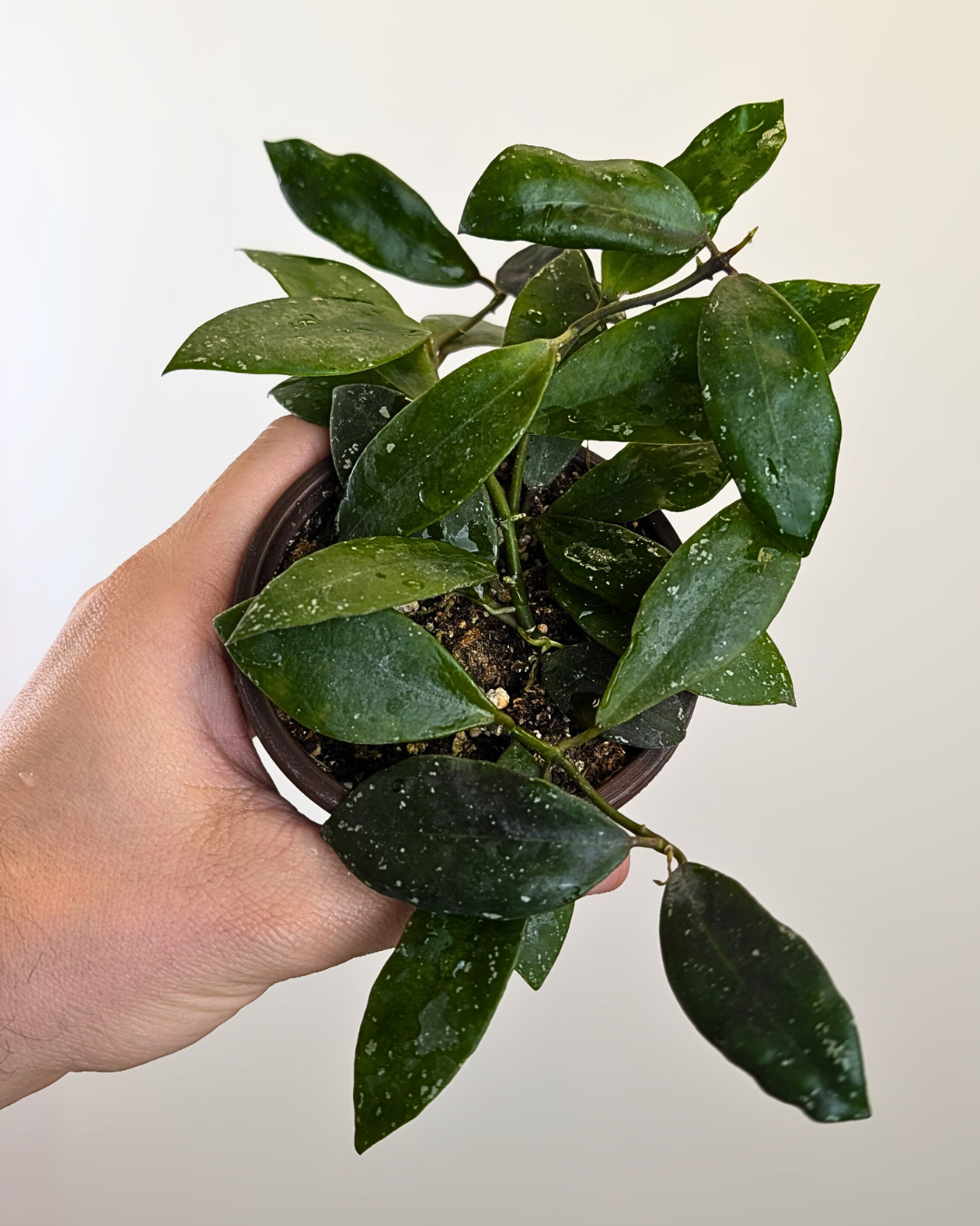 Hoya walliniana (UT-152)