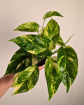 Epipremnum pinnatum ‘Yellow Flame’