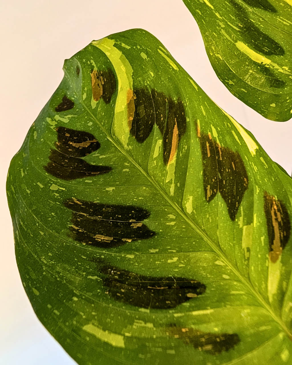 Maranta leuconeura variegata