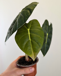 Alocasia 'Golden Bone'