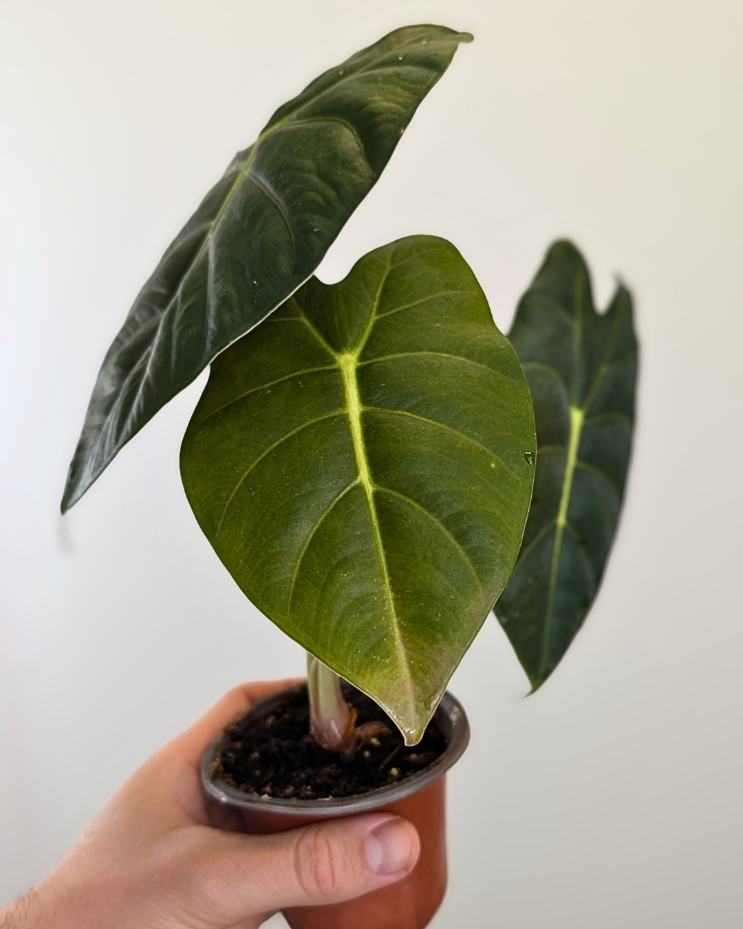 Alocasia 'Golden Bone'