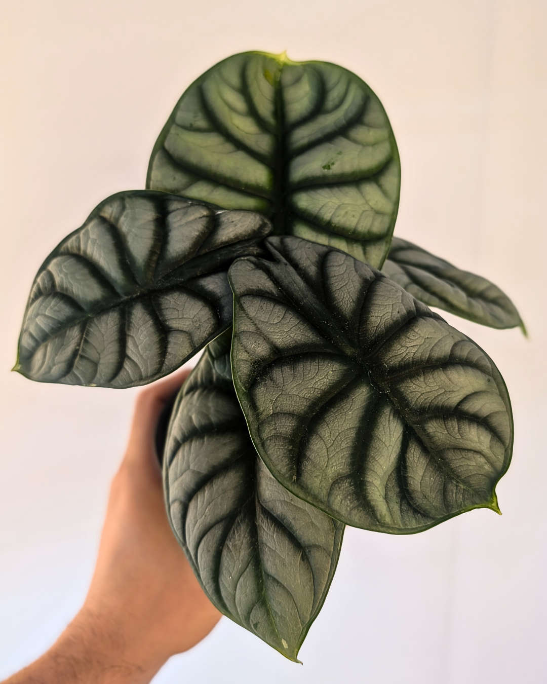 Alocasia baginda 'Silver Dragon'