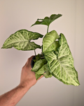 Syngonium podophyllum 'White Butterfly'