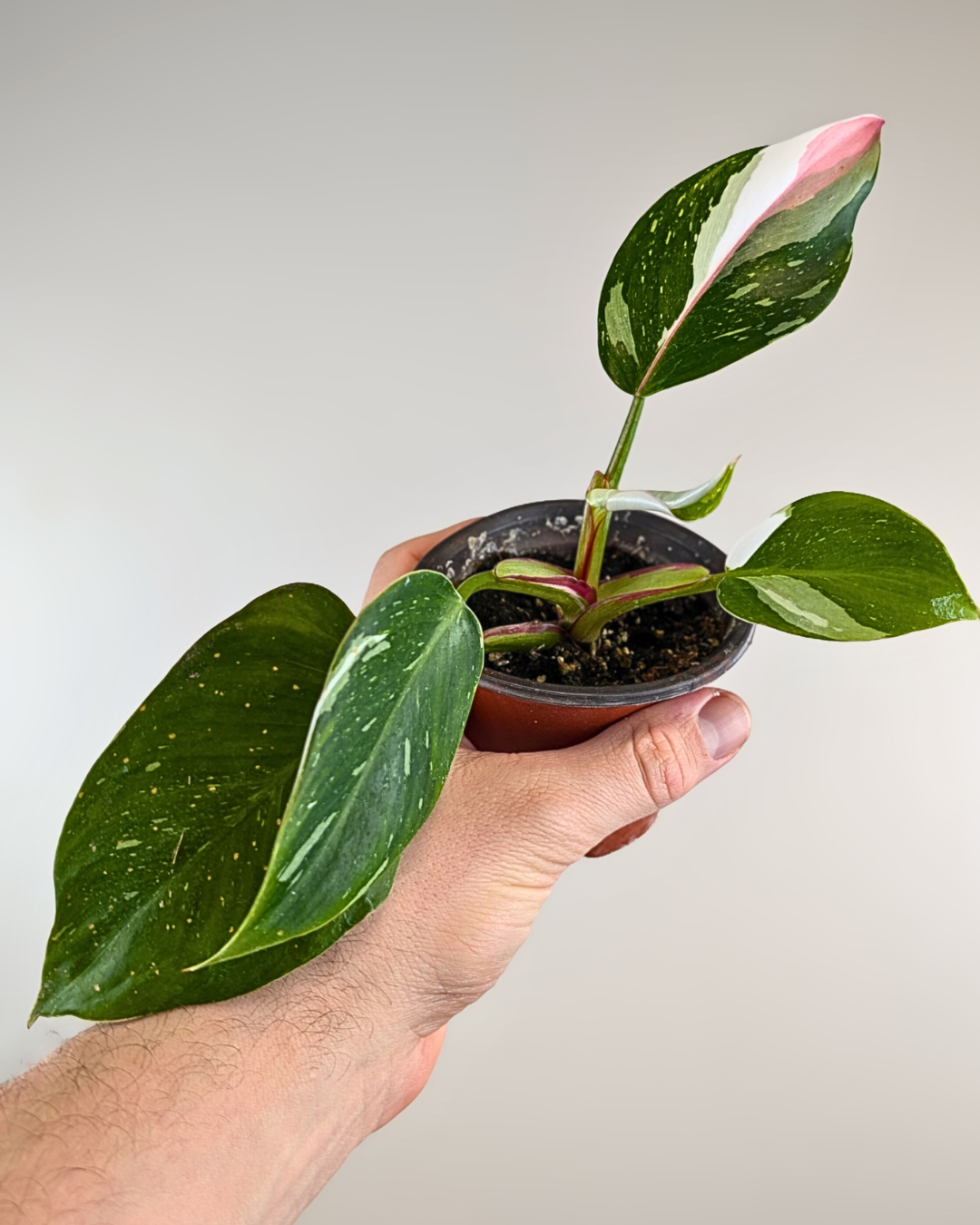 philodendron aurea Philodendron White Princess – Aurea Plants