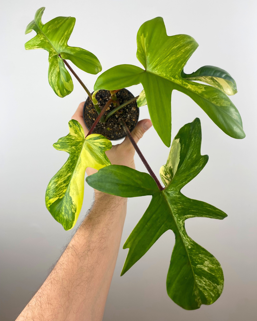 Philodendron Florida Beauty