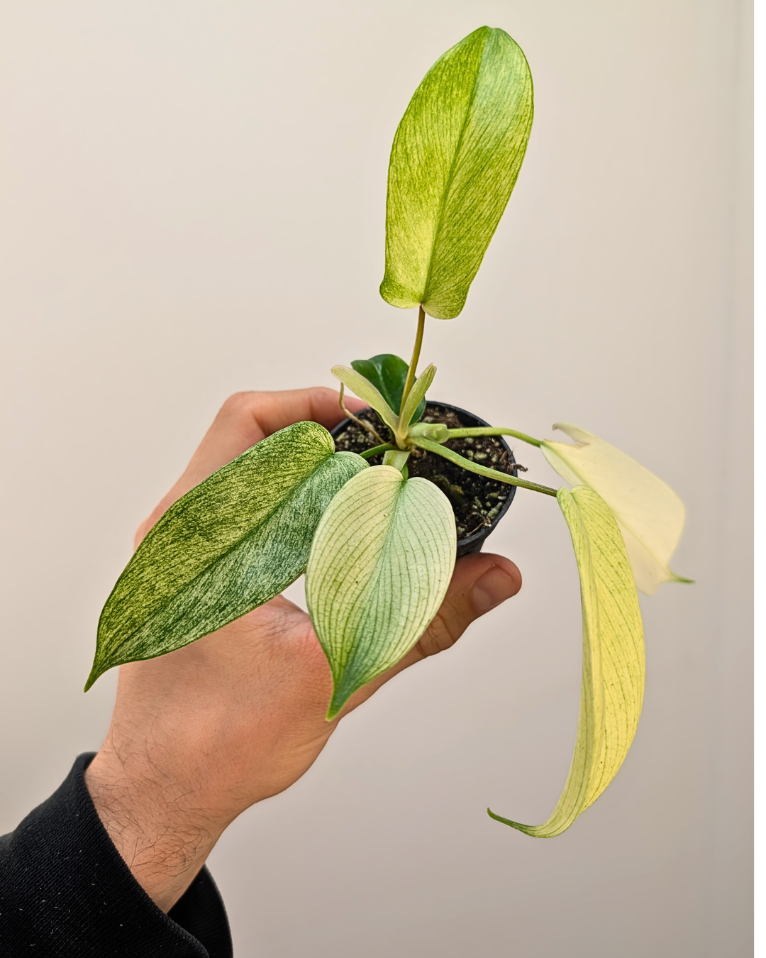 Philodendron Florida Ghost