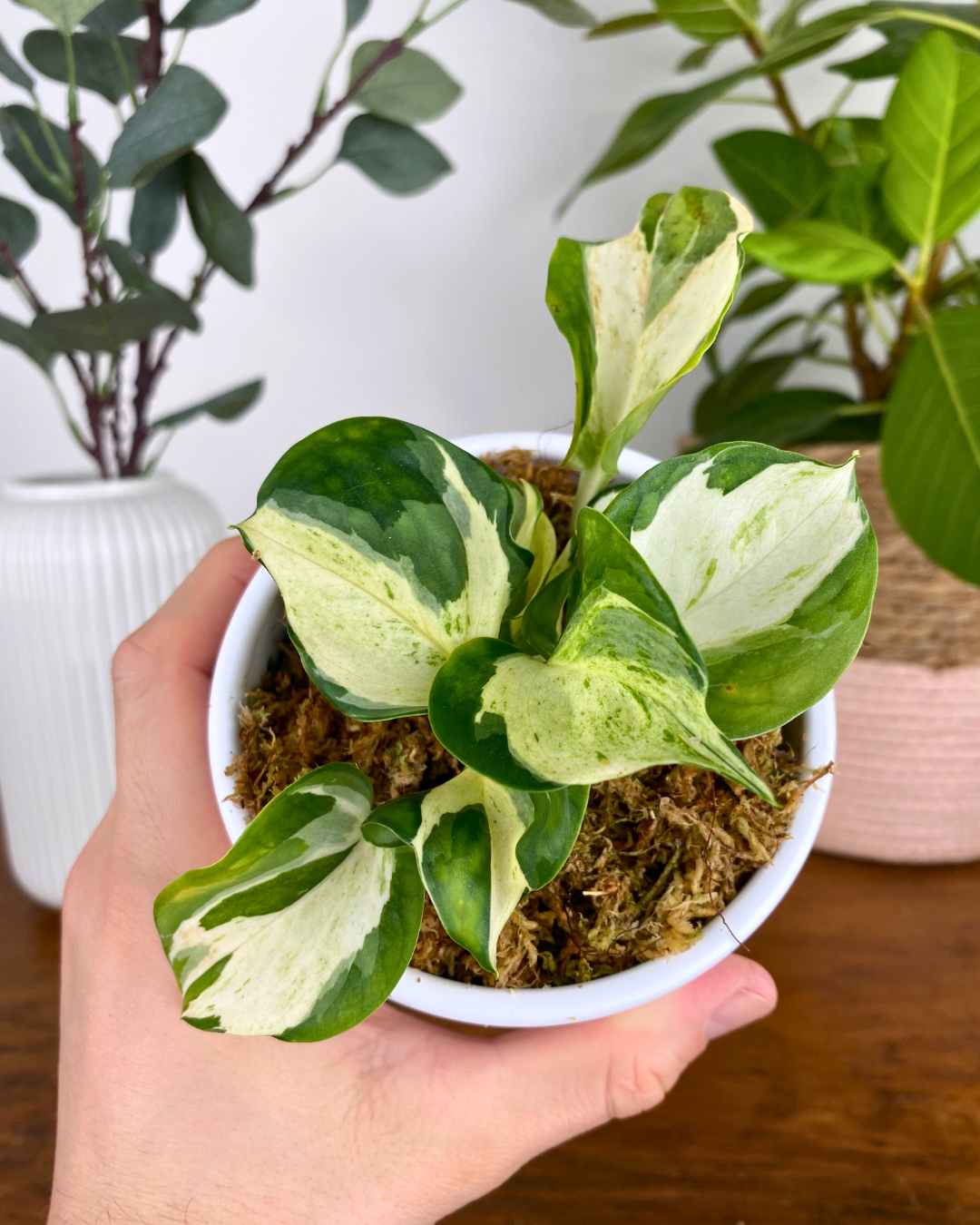 Pothos Manjula