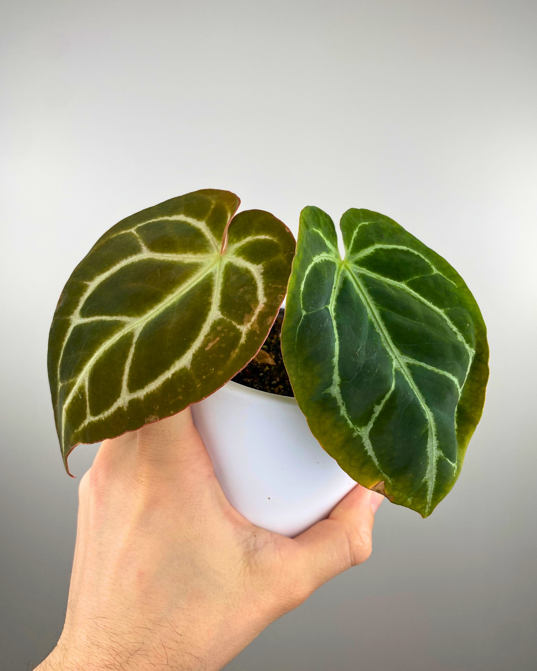 3" Magnificent Green Anthurium
