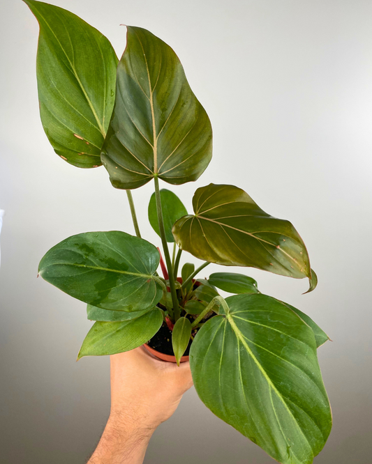 Philodendron Summer Glory