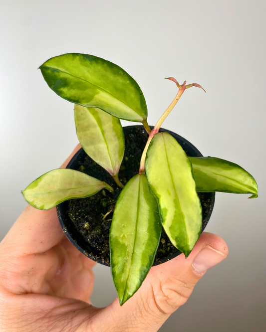 Hoya Walliniana Variegata