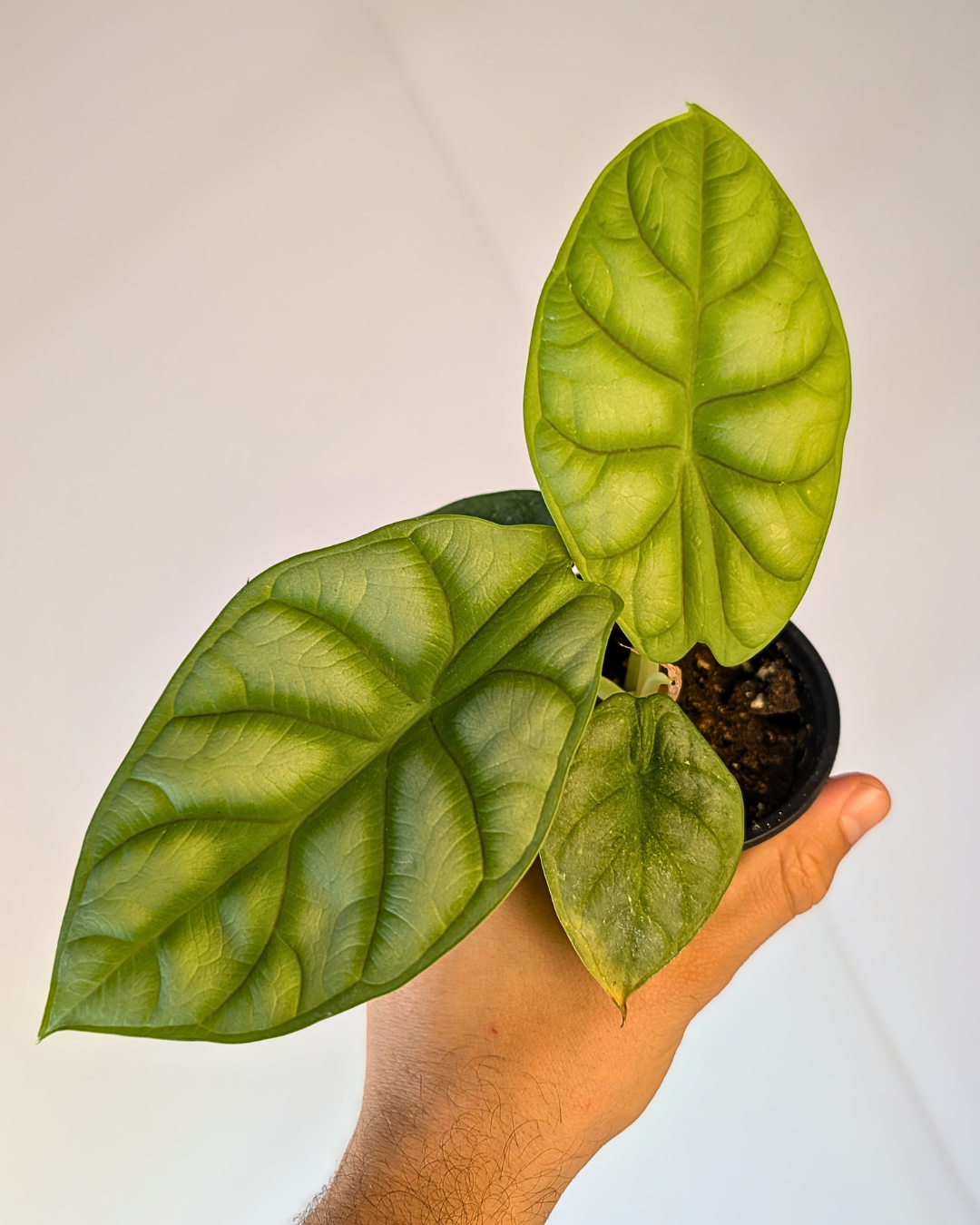 Alocasia 'Dragon Gold'