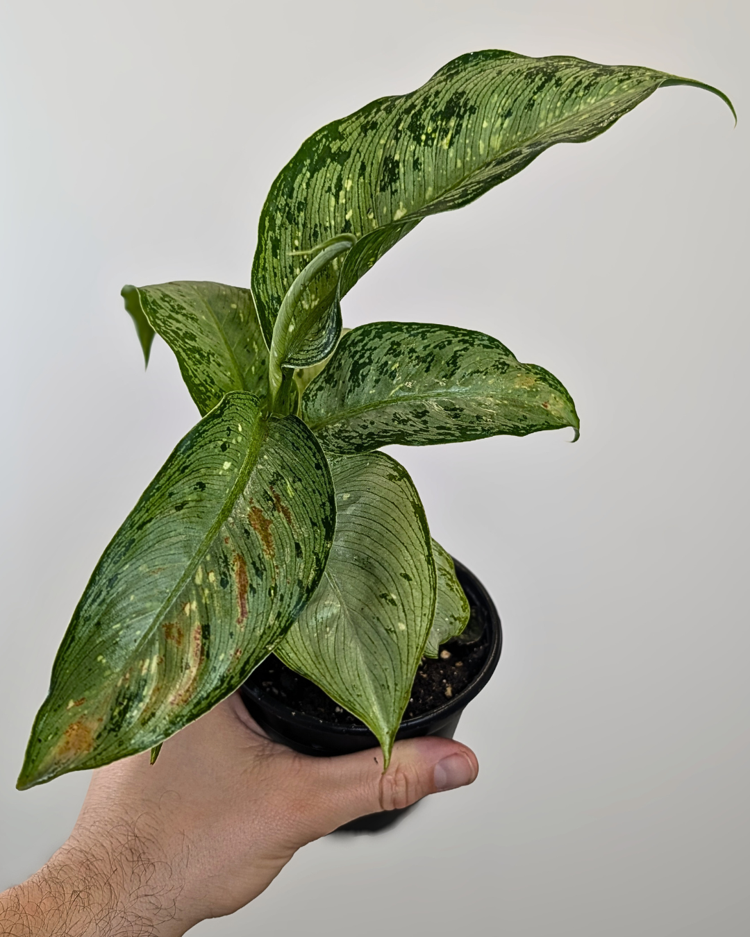 Dieffenbachia 'Snow'