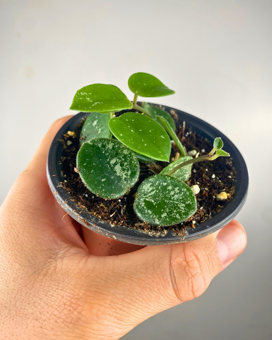 Hoya 'Mathilde Splash'