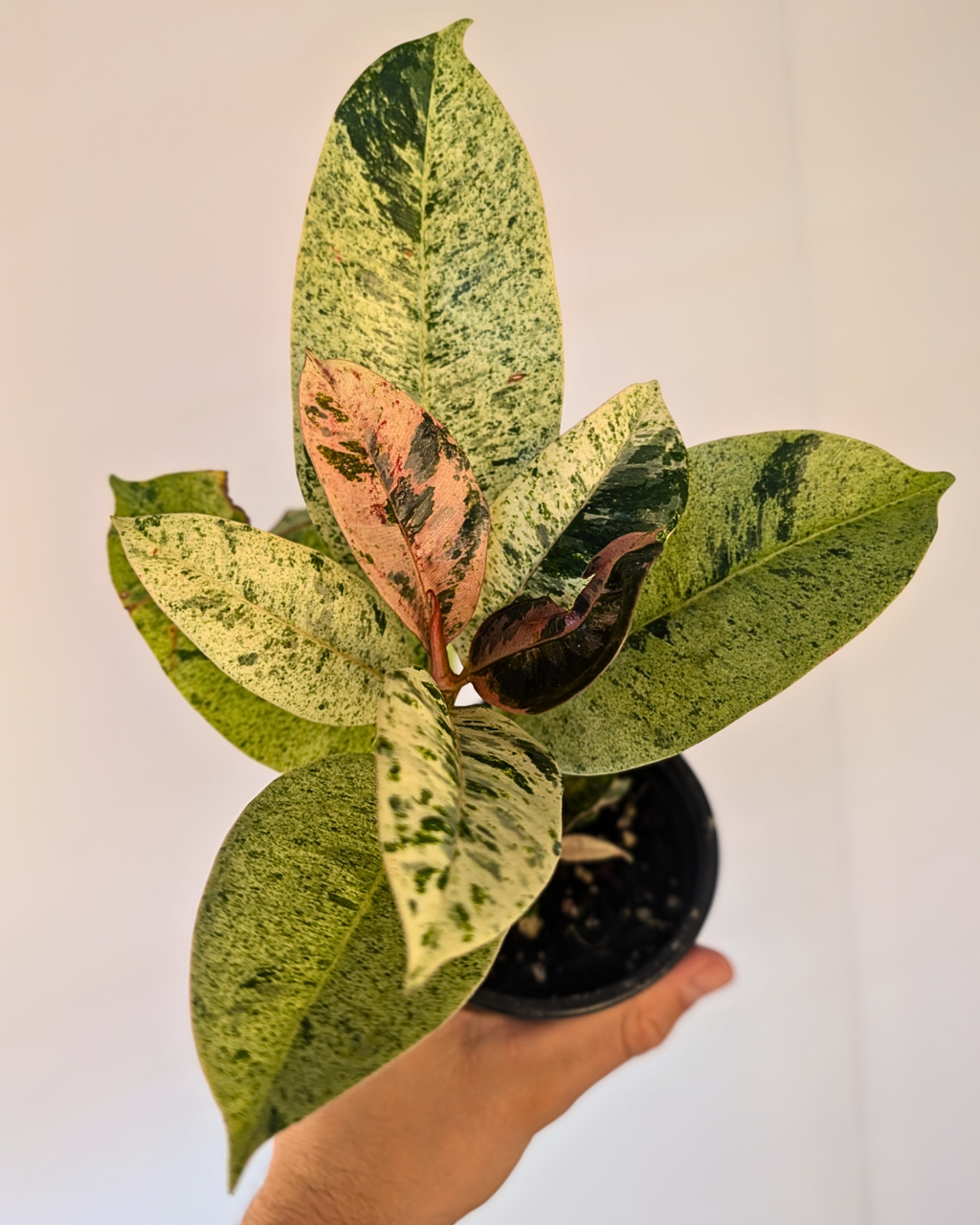 Ficus Elastica 'Shivereana'