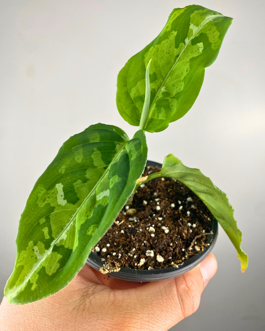 Aglaonema Pictum Tricolor