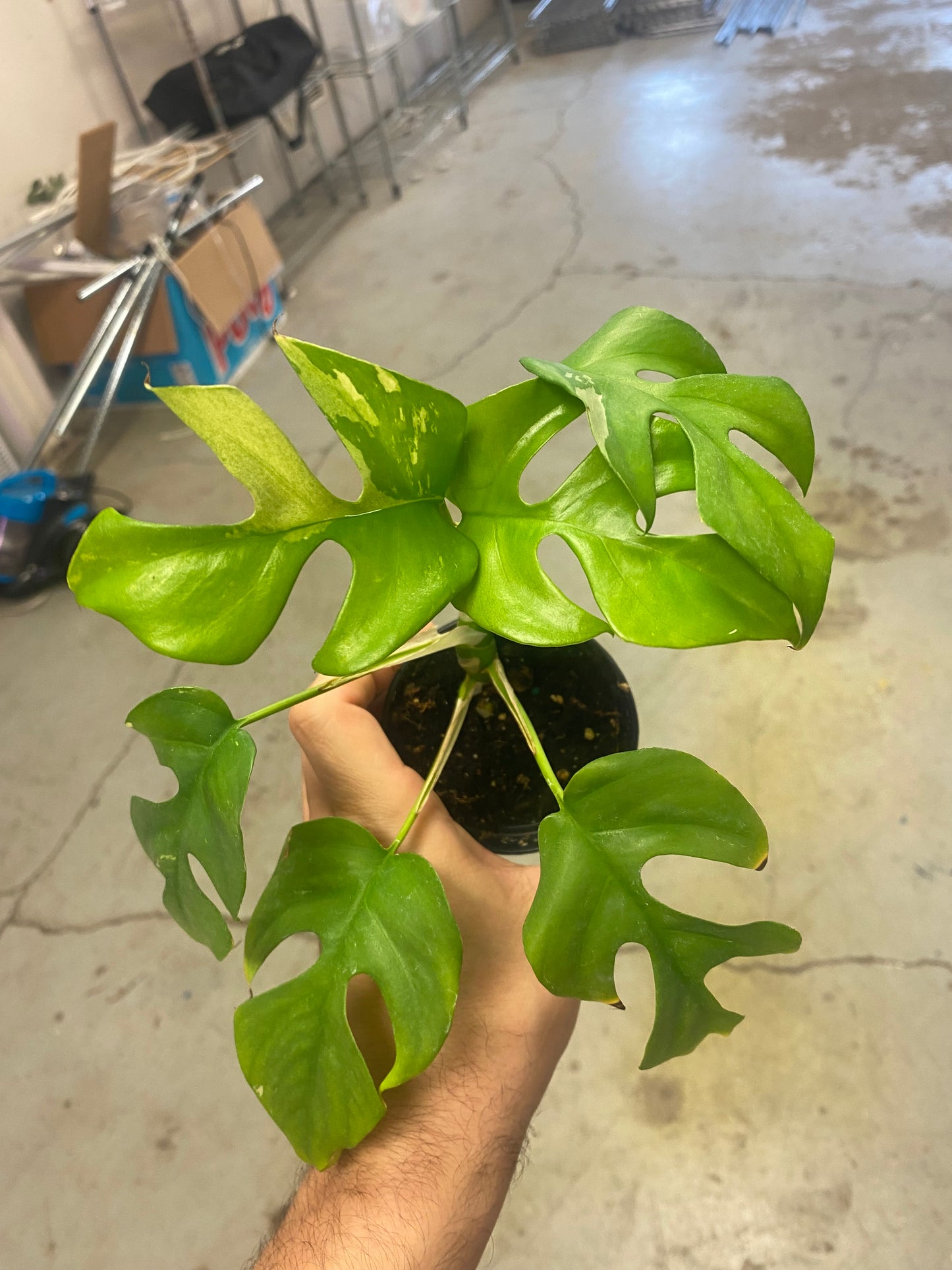 Rhaphidophora Tetrasperma Variegata