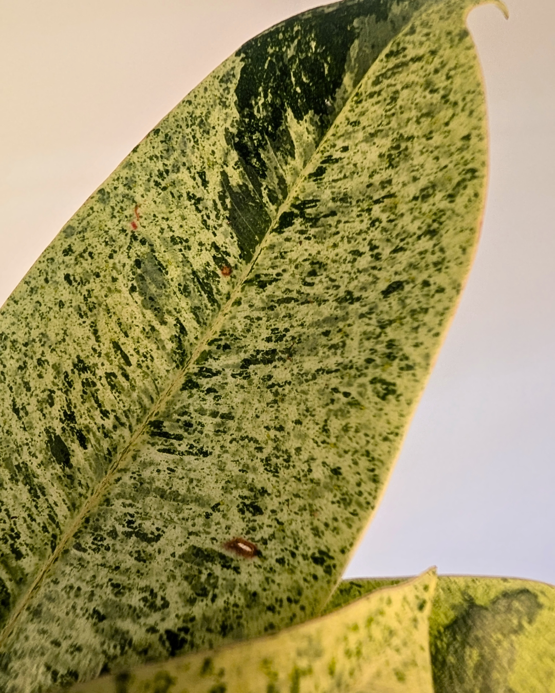 Ficus Elastica 'Shivereana'