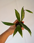 Hoya pubicalyx 'Splash'