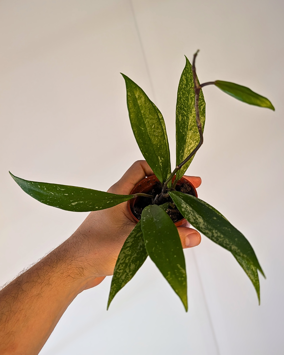 Hoya pubicalyx 'Splash'