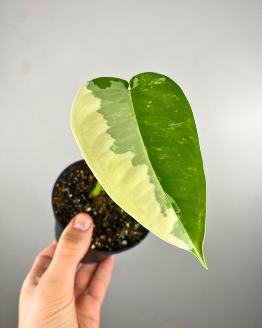 Syngonium Chiapense Variegata