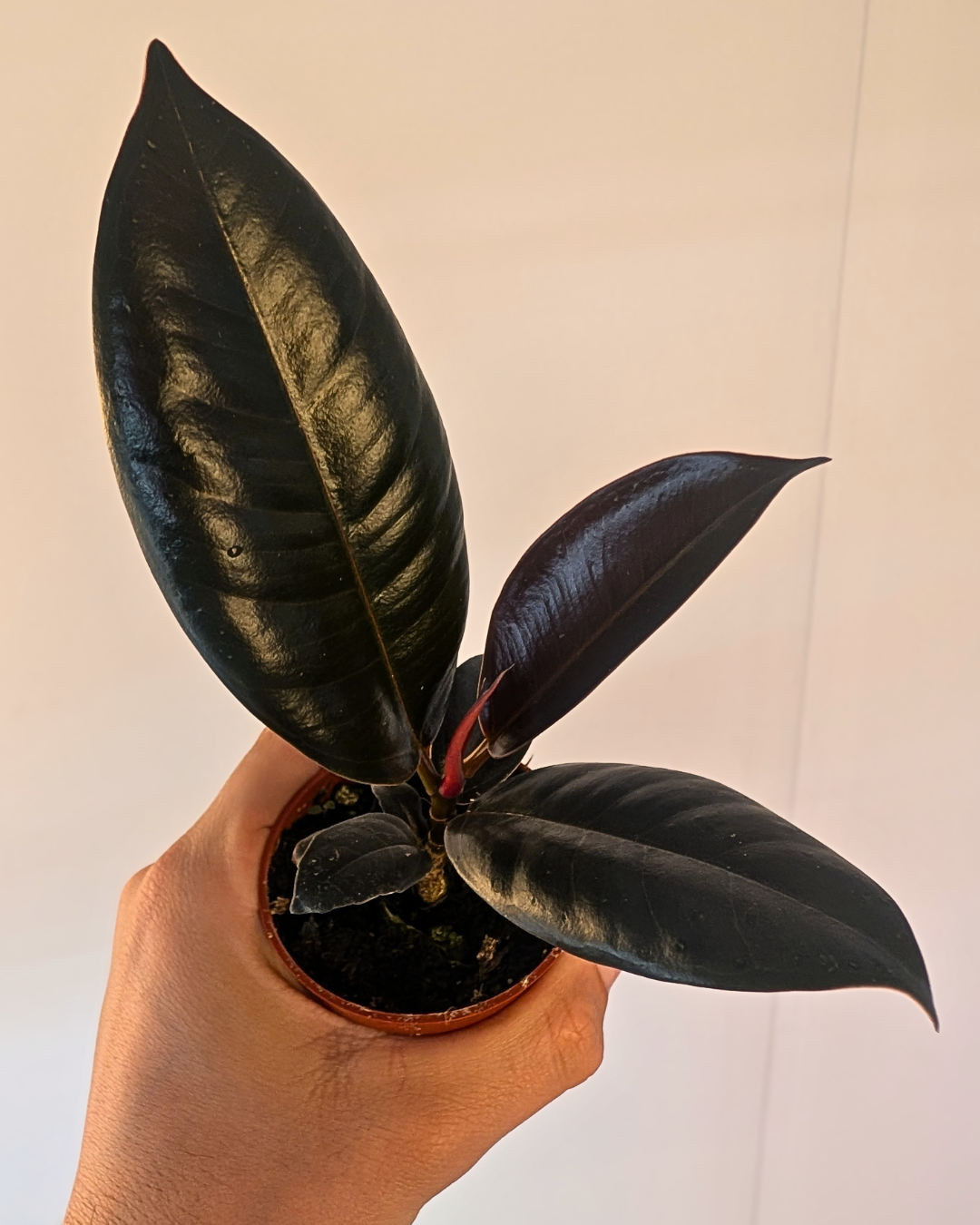 Ficus elastica 'Burgundy'