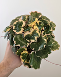Saxifraga stolonifera 'Tricolor'