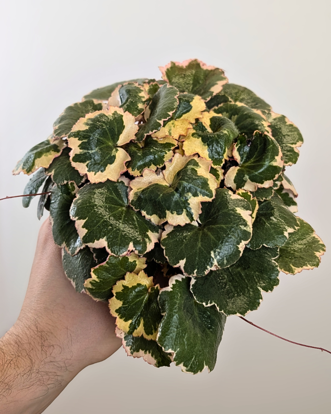 Saxifraga stolonifera 'Tricolor'