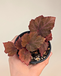 Begonia 'Robin'