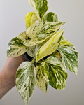 Pothos 'Snow Queen'
