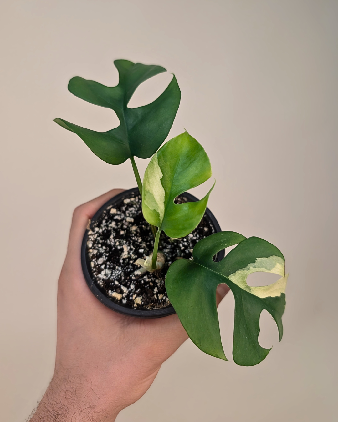 Rhaphidophora Tetrasperma Variegata