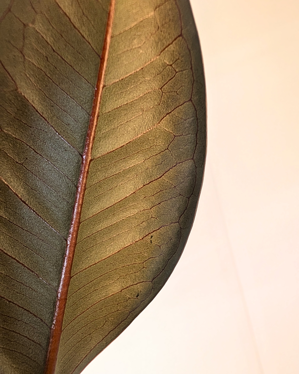 Ficus elastica 'Burgundy'
