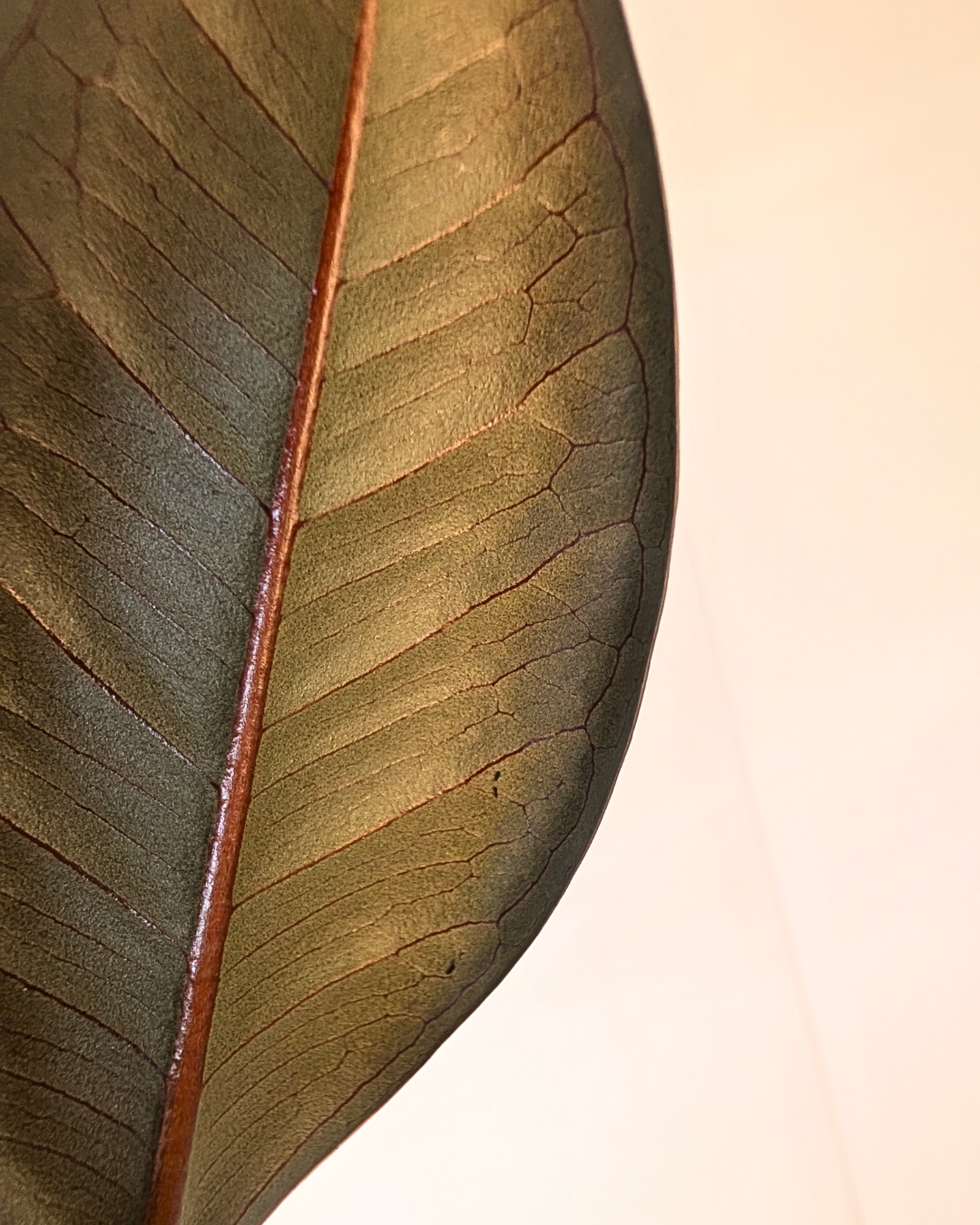 Ficus elastica 'Burgundy'