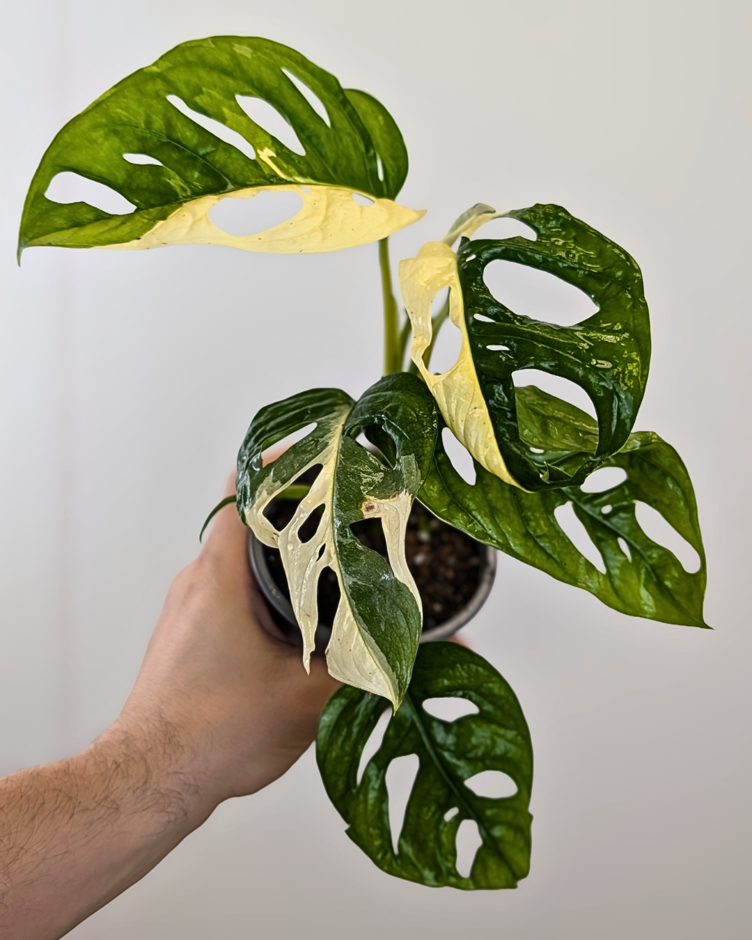 Monstera Adansonii Albo Variegata