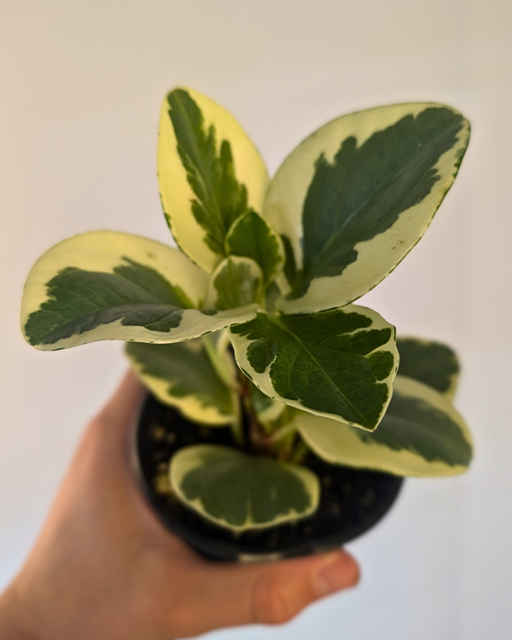 Peperomia obtusifolia f. variegata