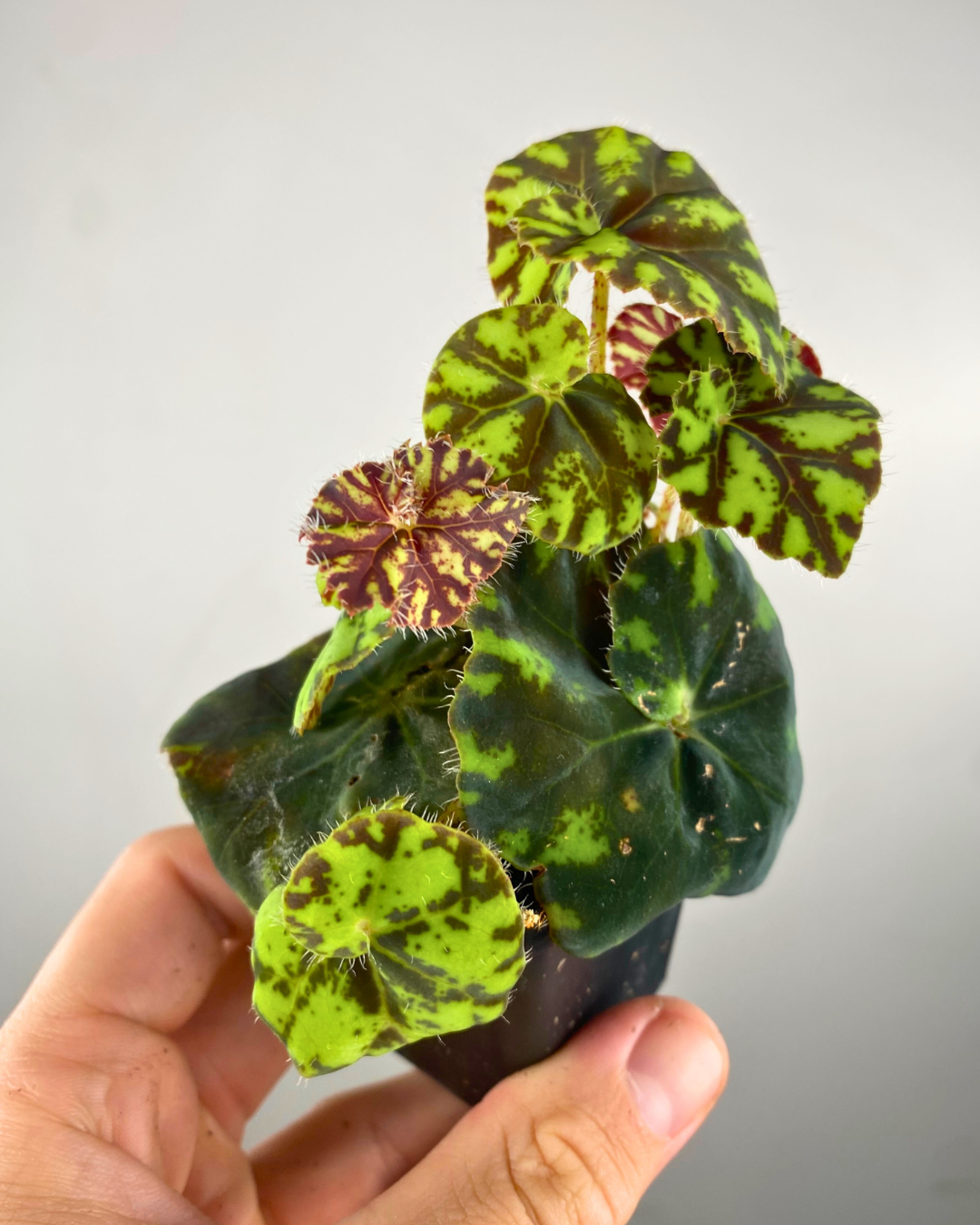 Begonia Rex 'Zumba'