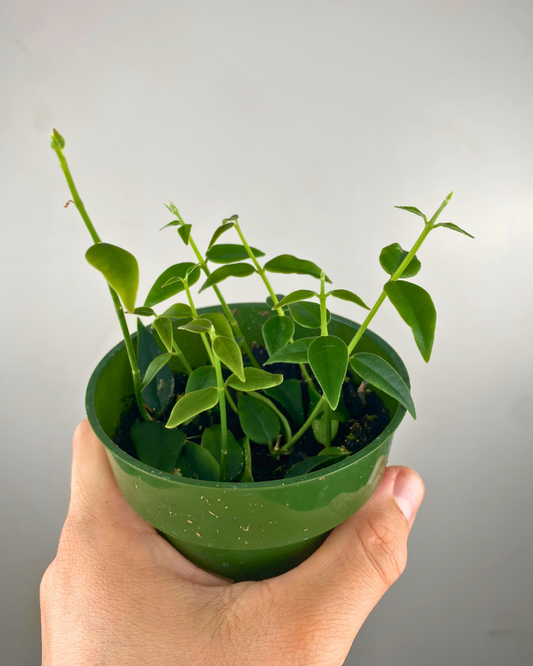 Hoya Bella