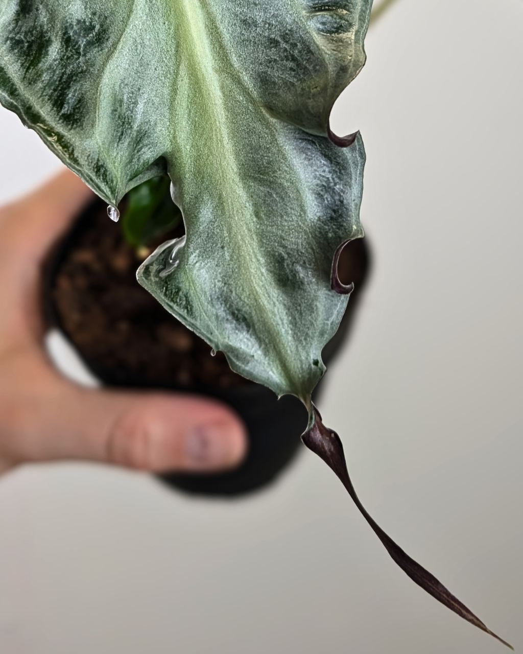 Alocasia 'Venom'