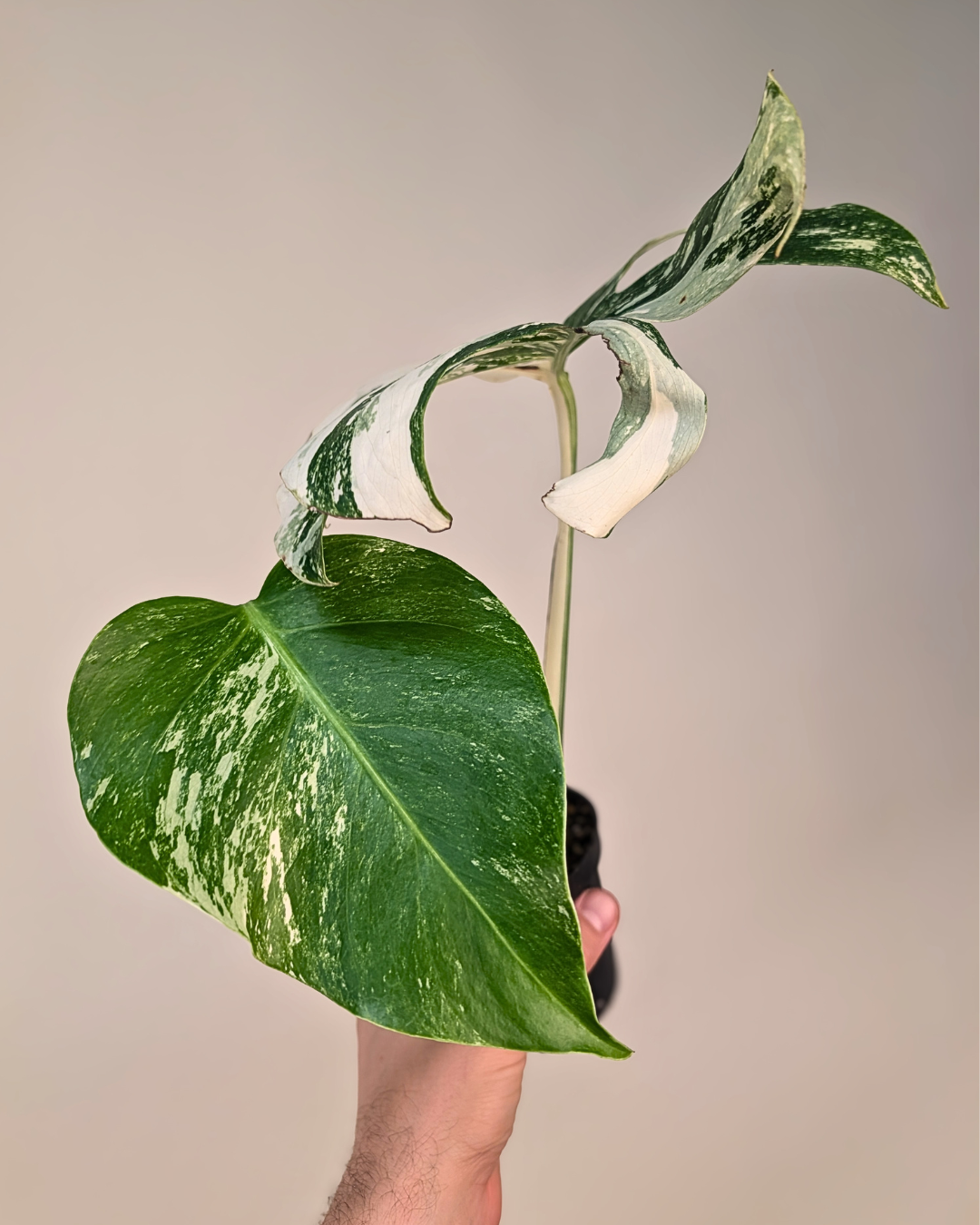 Monstera Borsigiana Albo