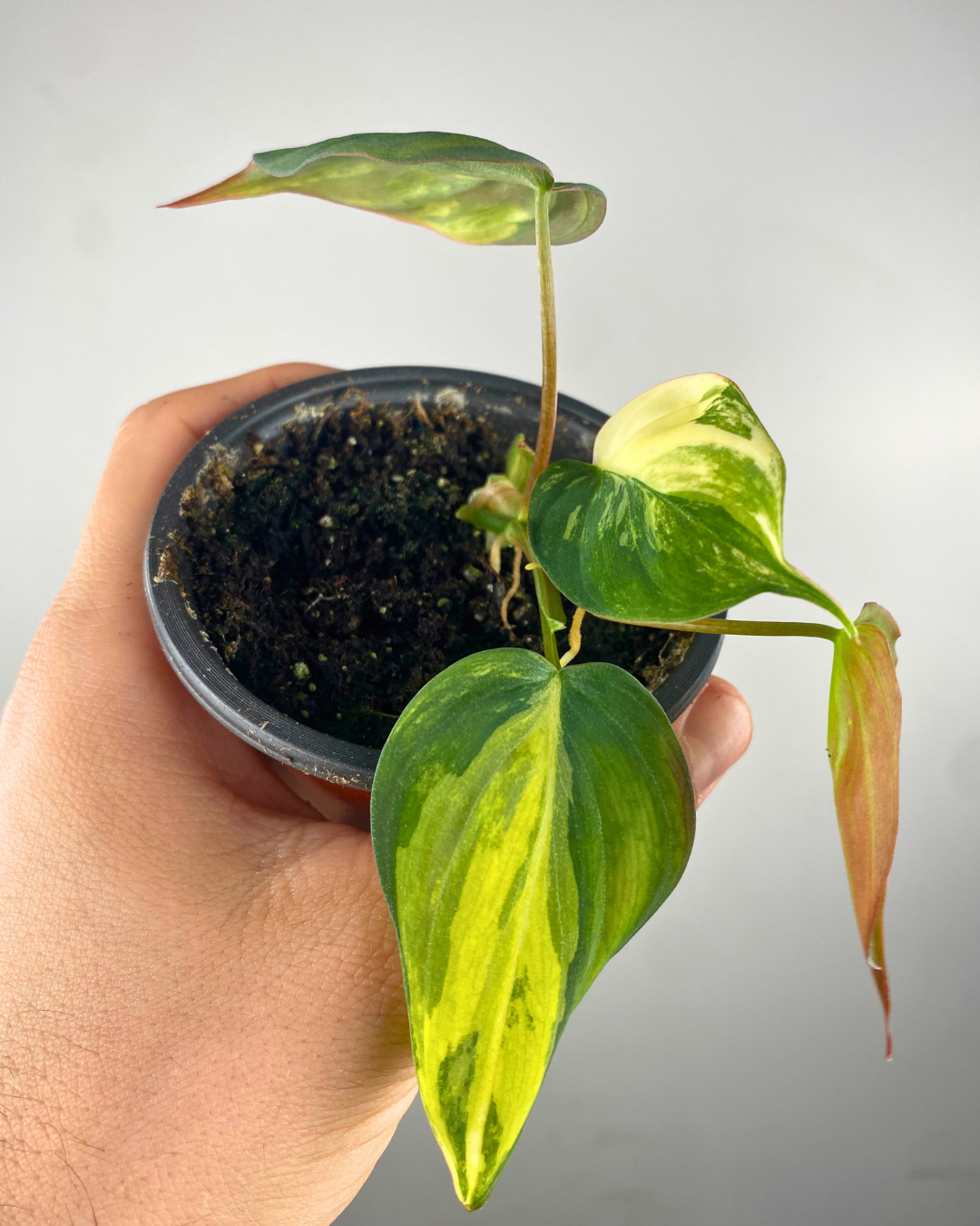 Philodendron micans