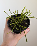 Hoya retusa