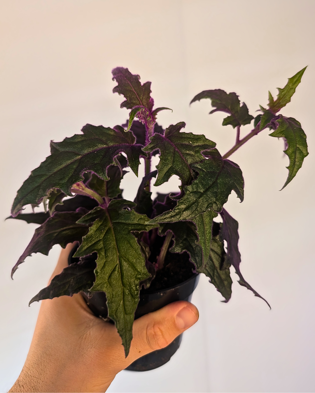 Gynura aurantiaca 'Purple Passion'