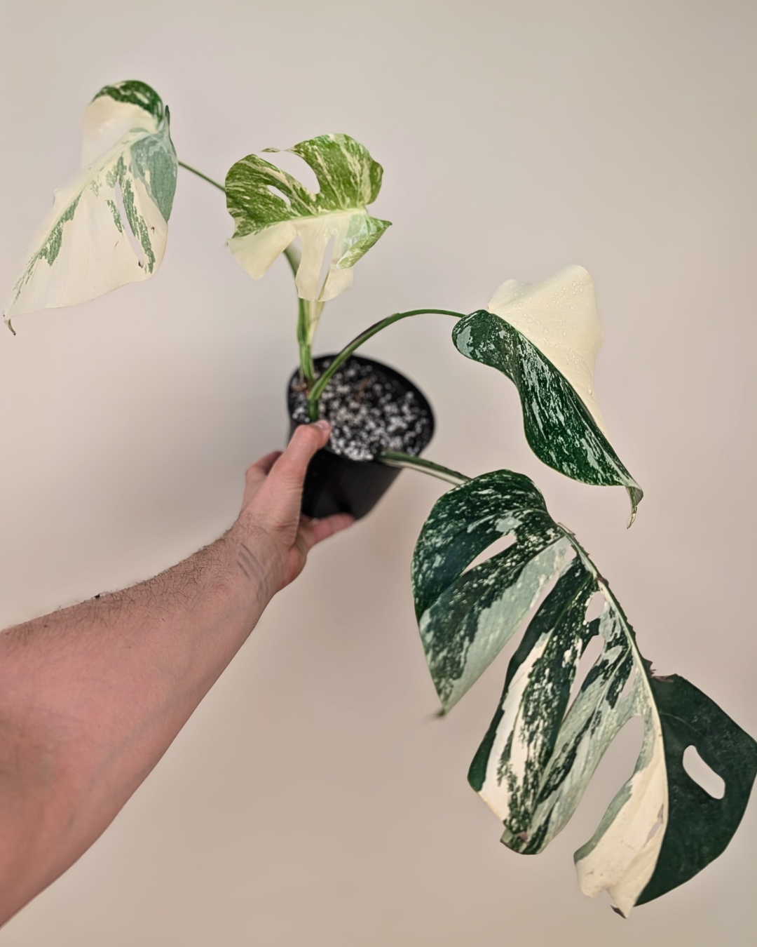 Monstera Borsigiana Albo